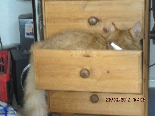 Huskat Oliver billede 6