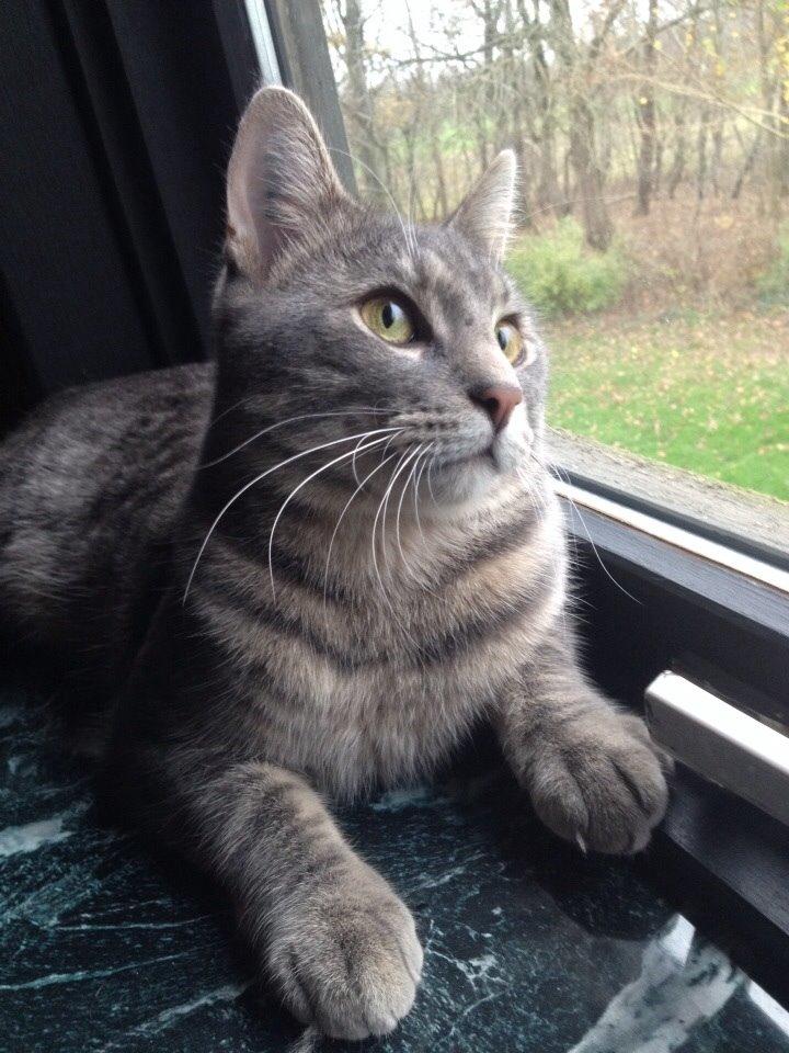 Blanding af racer Hannibal billede 21