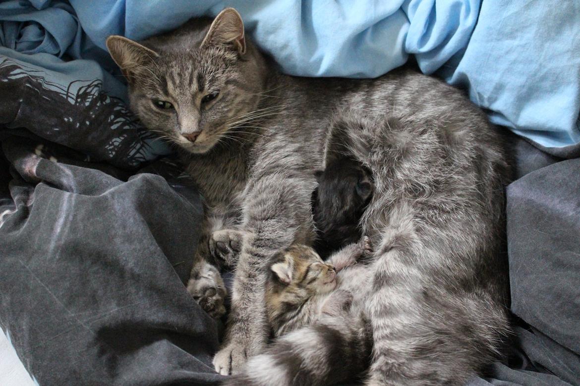 Huskat Maja billede 2