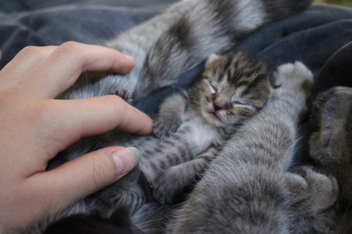 Huskat Maja billede 4