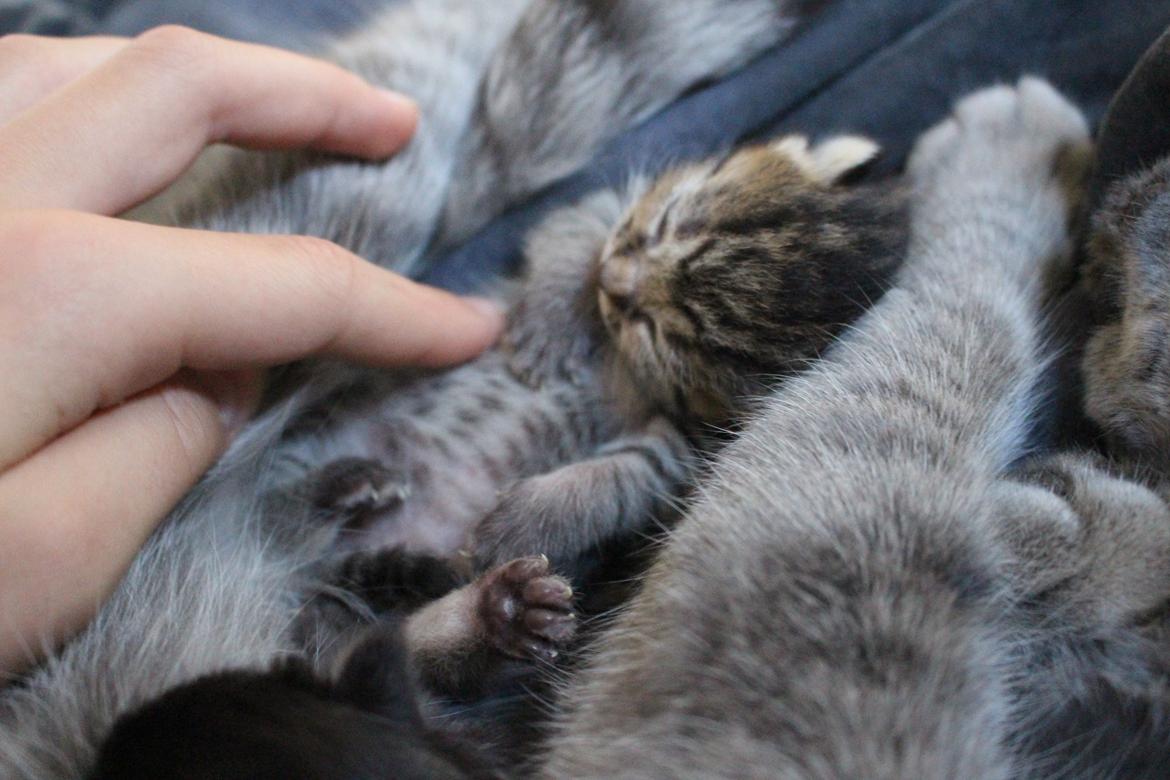 Huskat Maja billede 5