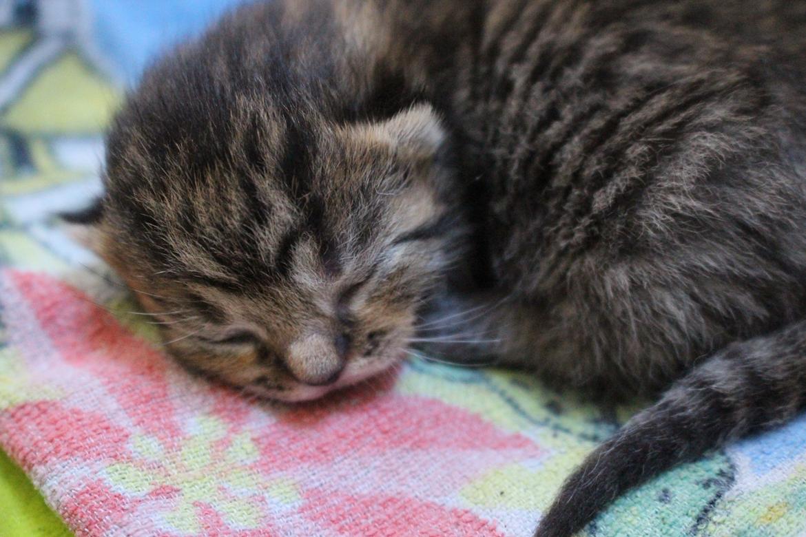 Huskat Maja billede 6