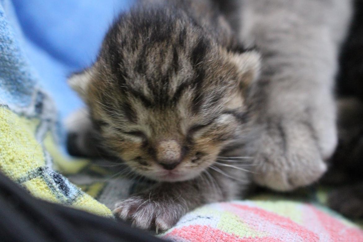 Huskat Maja billede 7