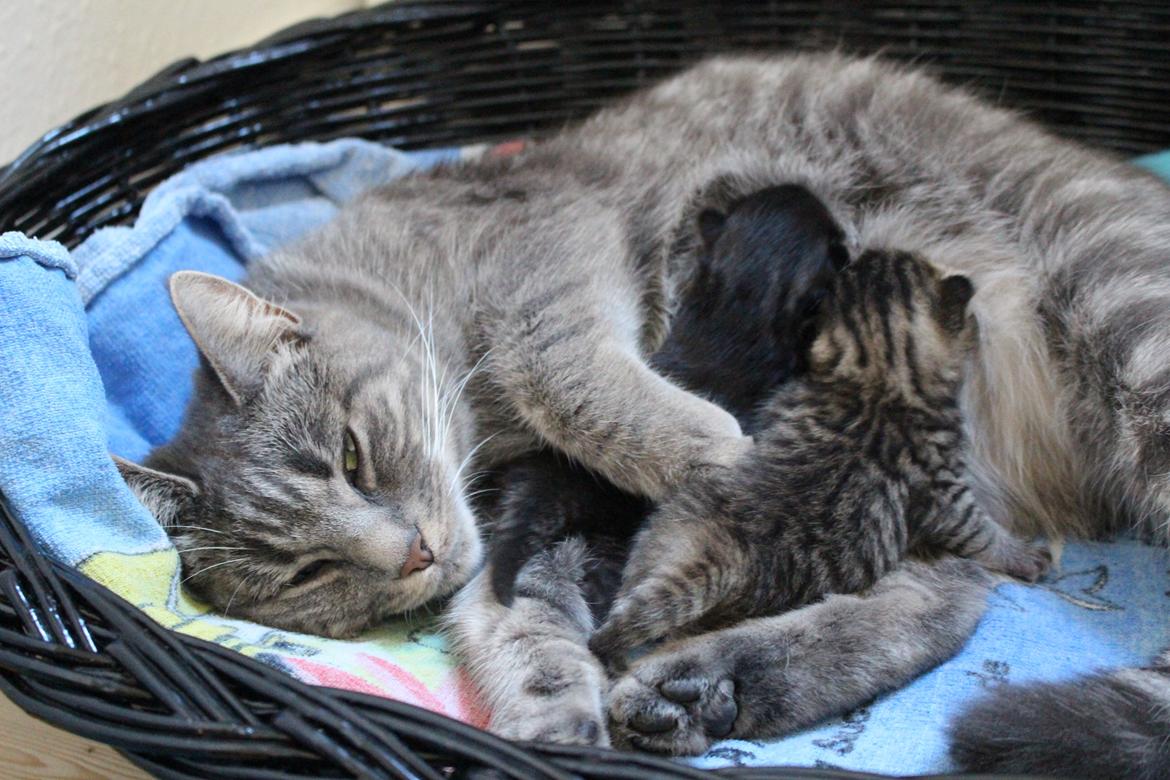 Huskat Maja billede 8