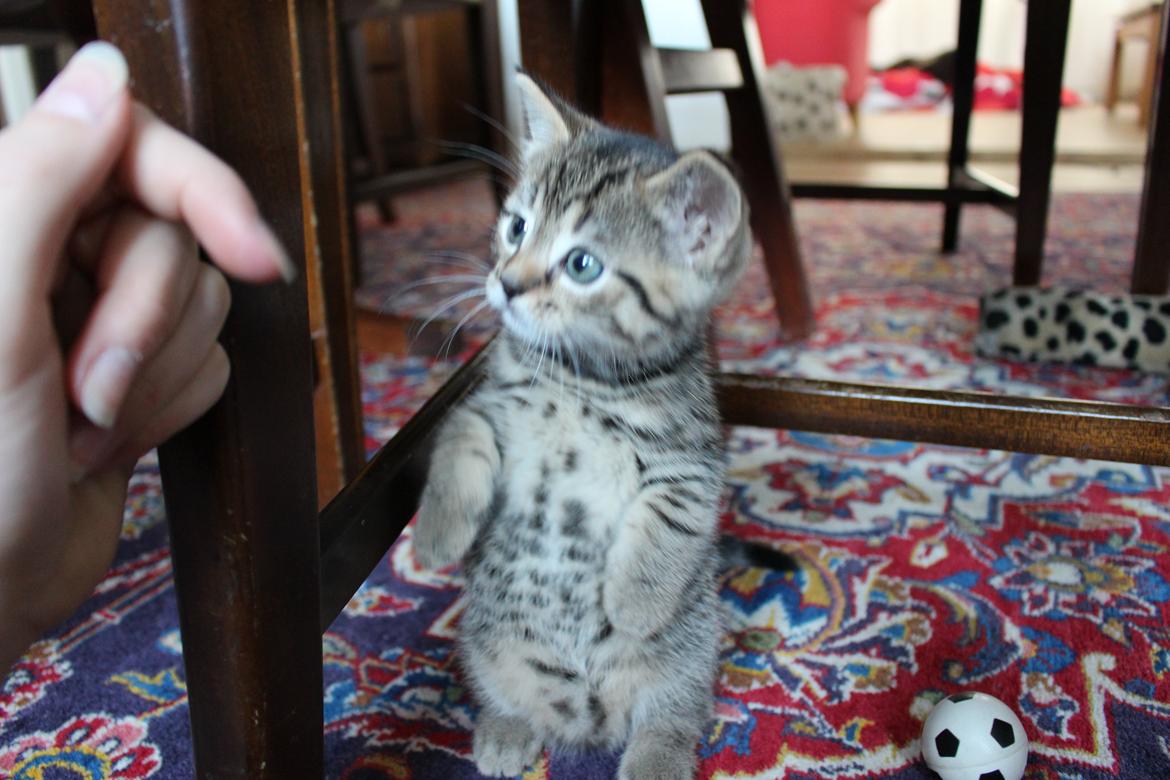 Huskat Maja billede 9