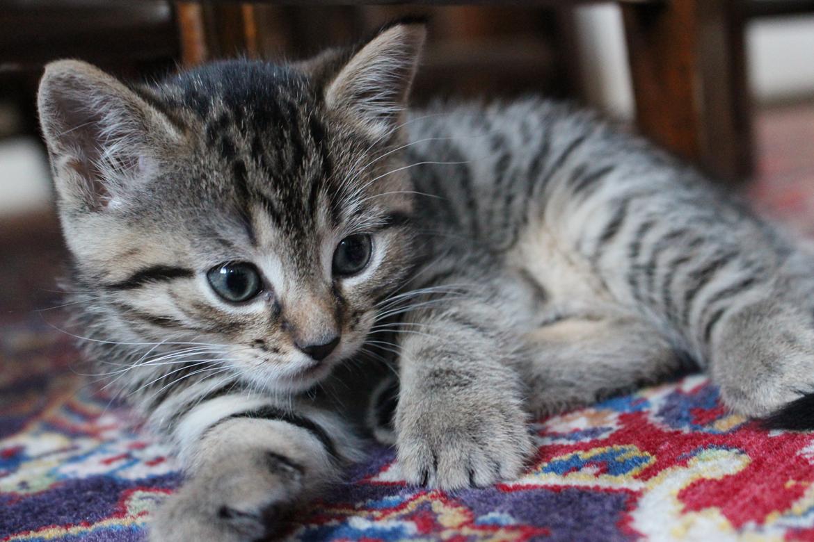 Huskat Maja billede 10