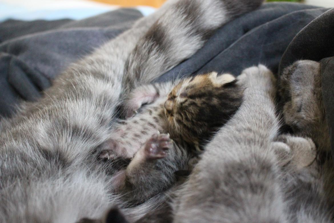 Huskat Maja billede 3