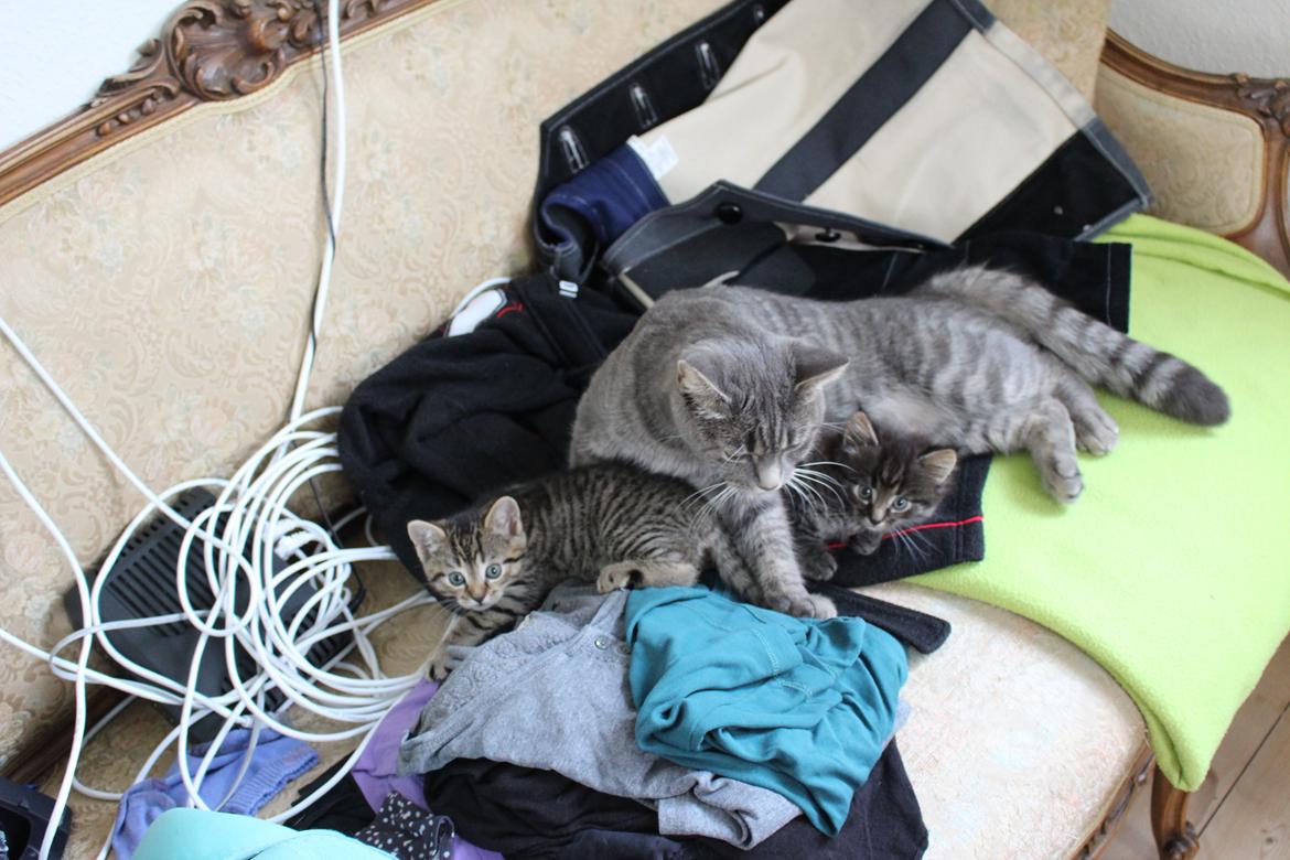 Huskat Maja billede 12