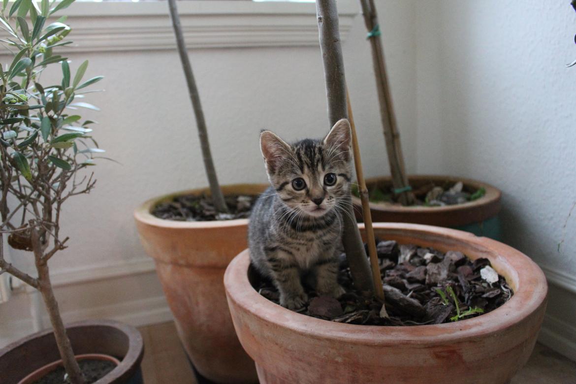 Huskat Maja billede 13