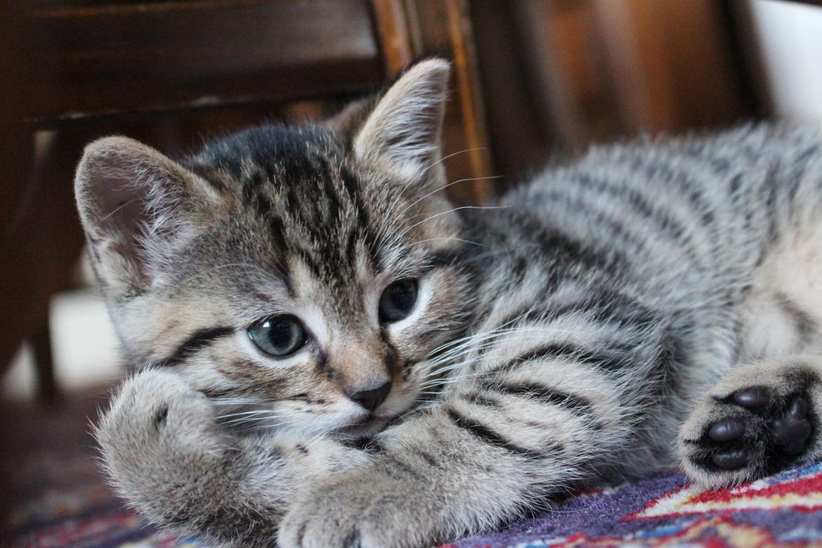 Huskat Maja billede 11