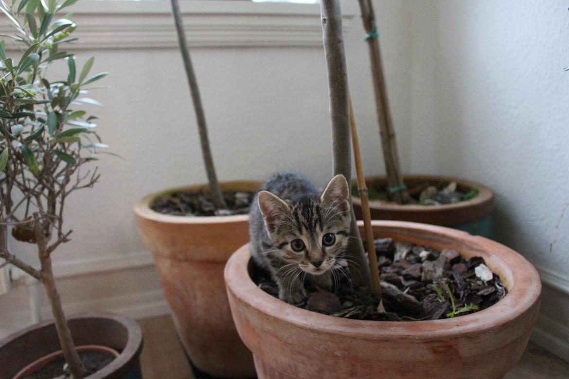 Huskat Maja billede 14