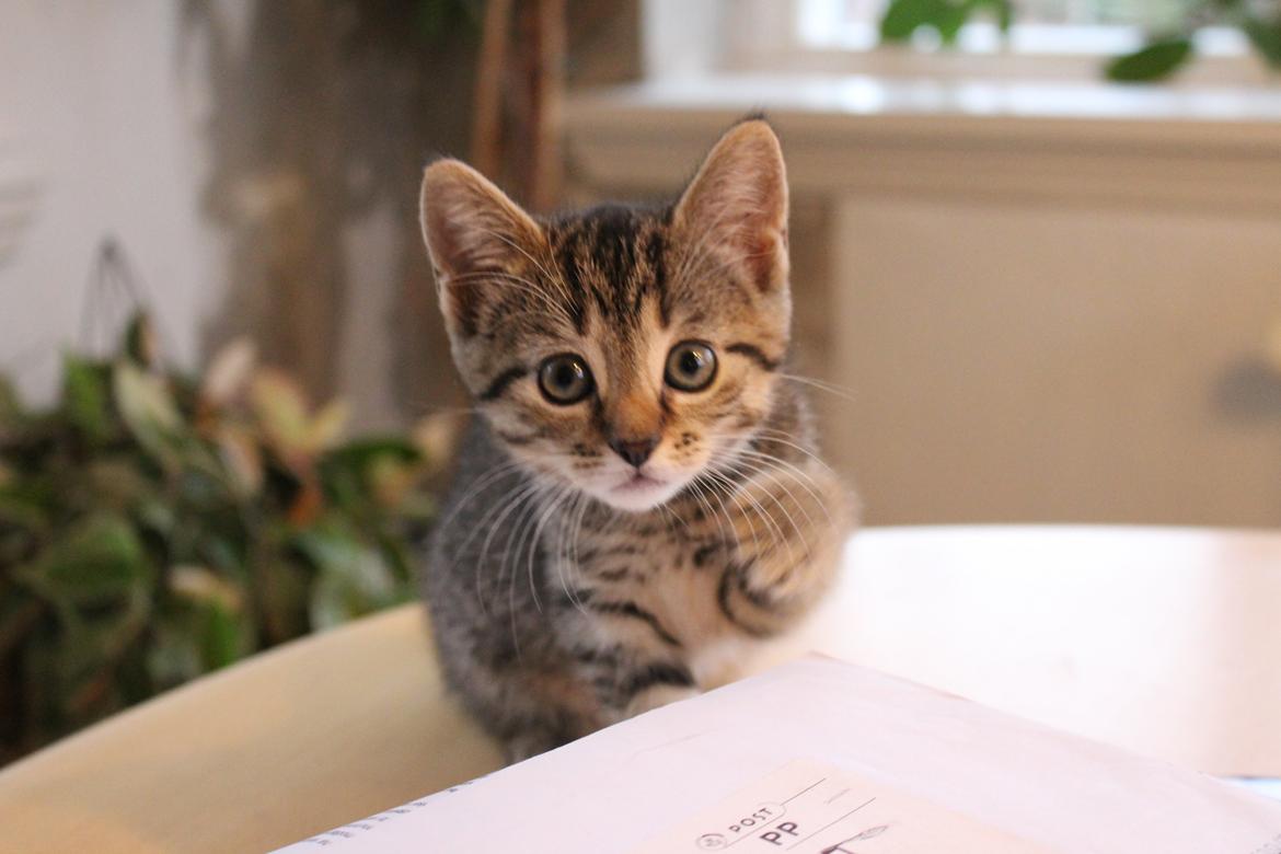 Huskat Maja billede 1