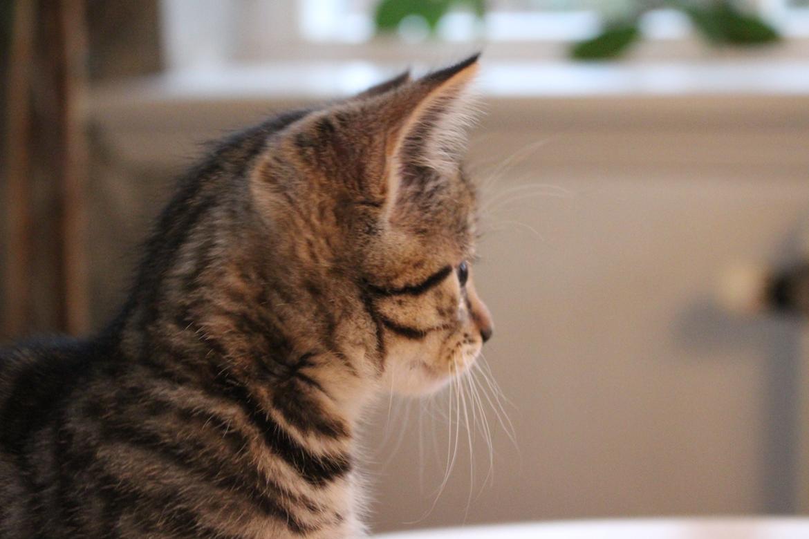 Huskat Maja billede 16