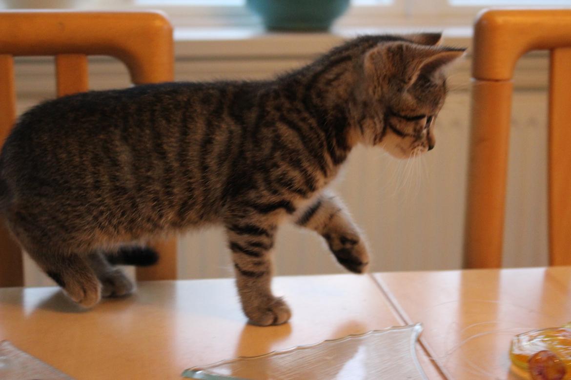 Huskat Maja billede 17