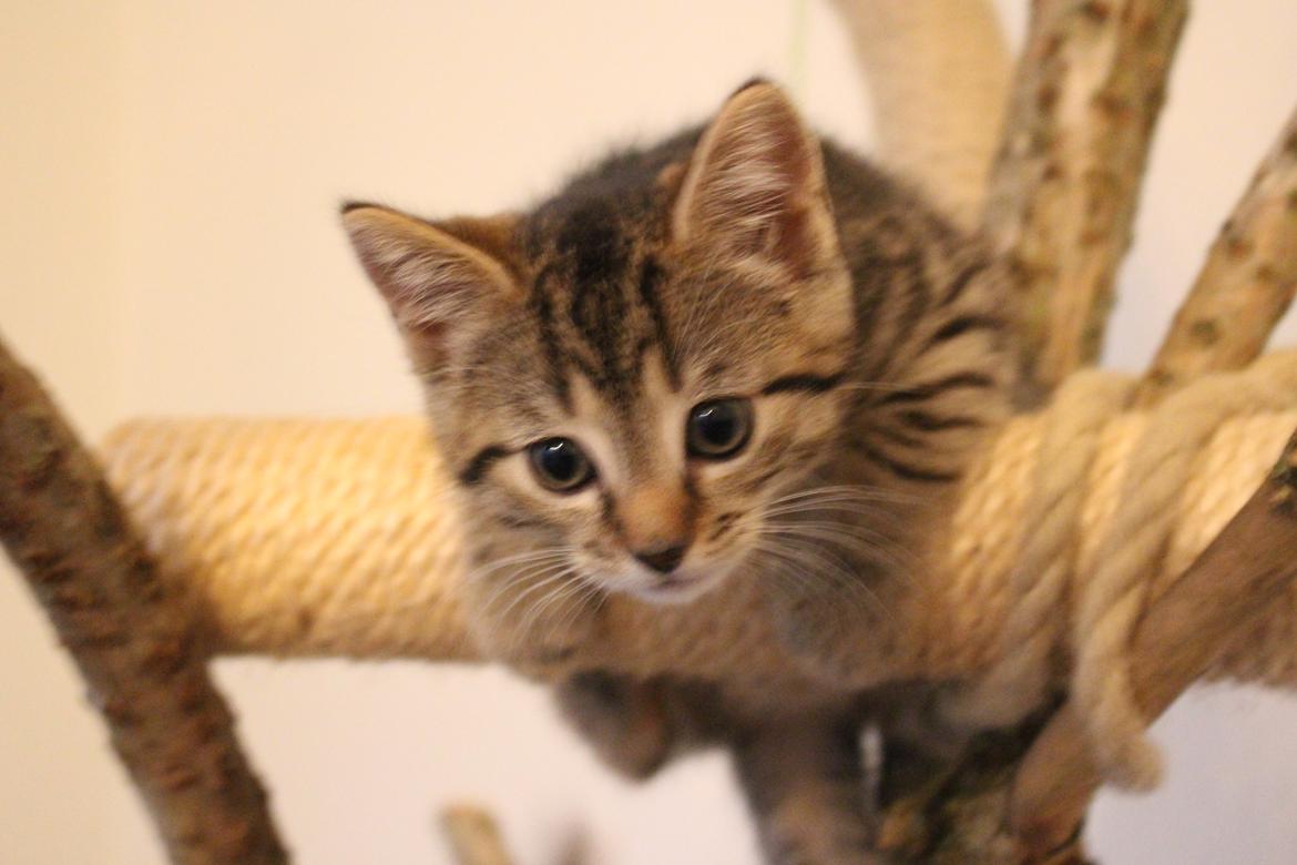 Huskat Maja billede 18