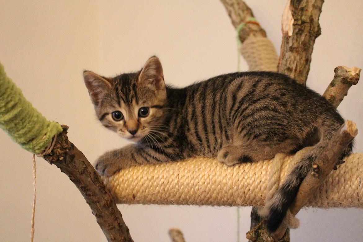 Huskat Maja billede 19