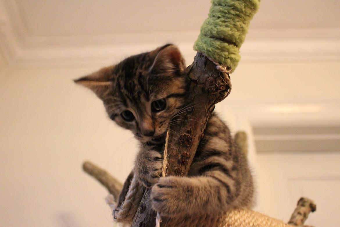 Huskat Maja billede 20