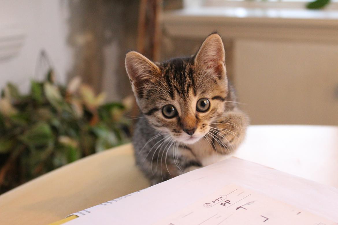 Huskat Maja billede 15