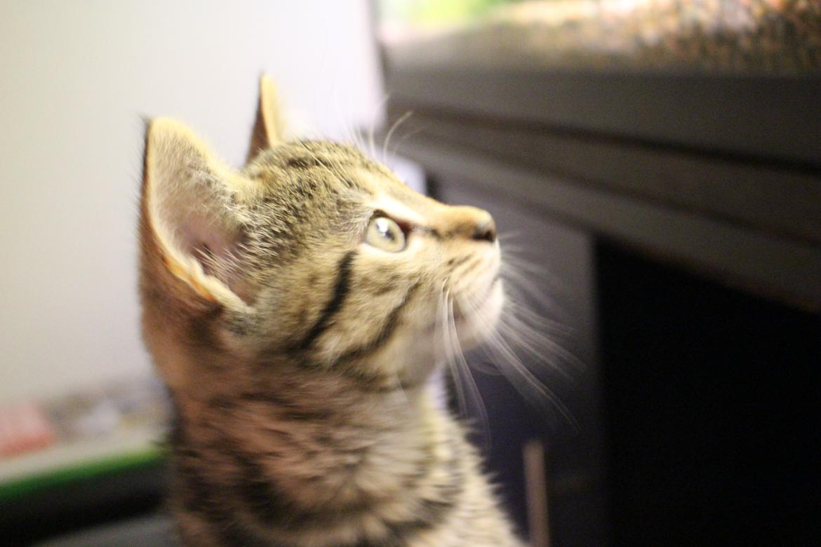 Huskat Maja billede 22