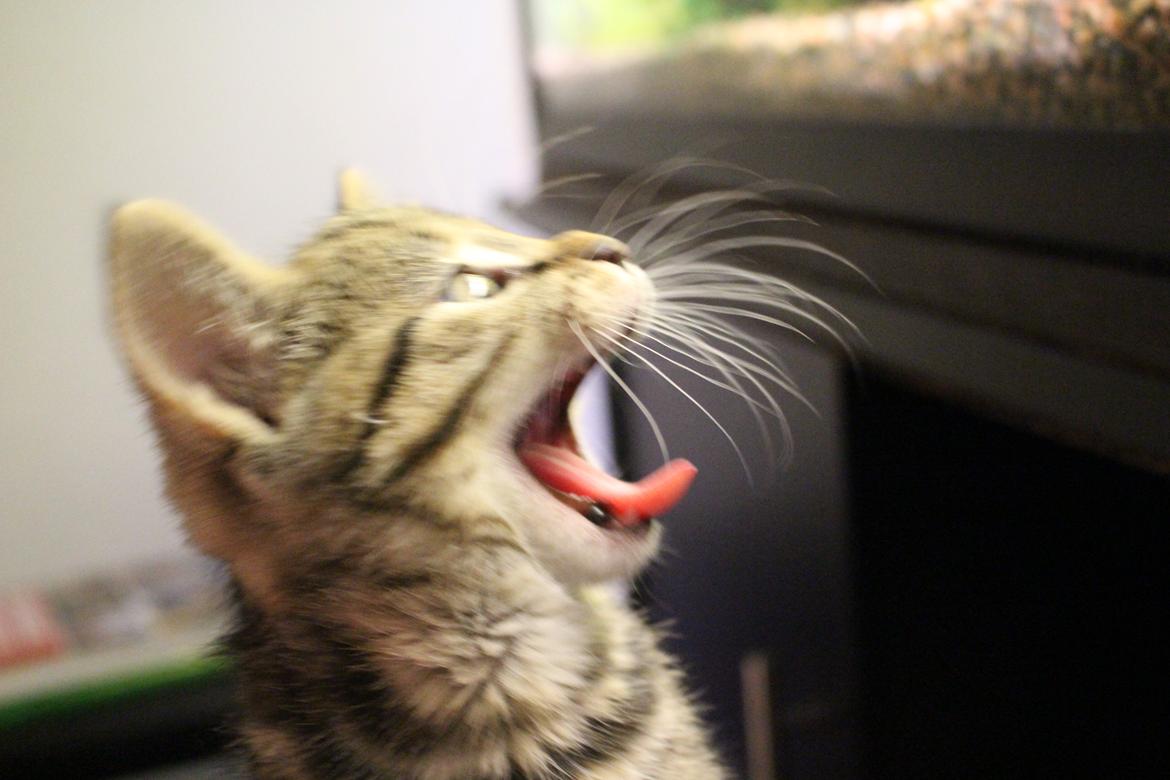 Huskat Maja billede 23