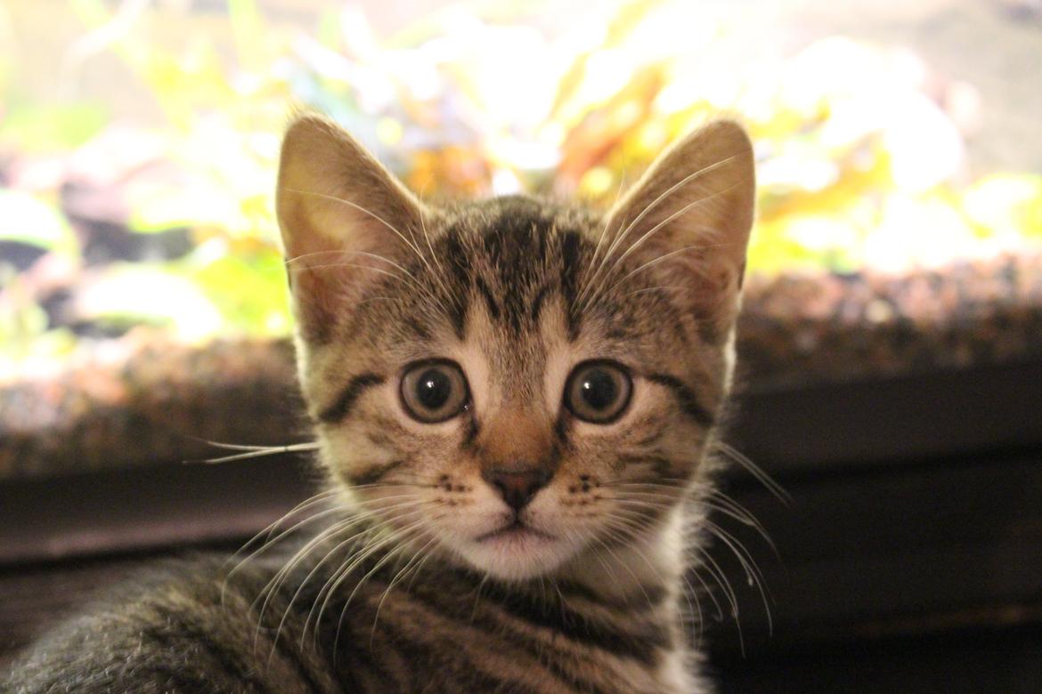 Huskat Maja billede 21