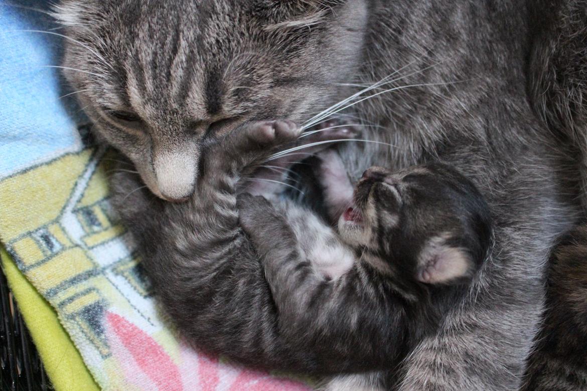 Blanding af racer Willie billede 6