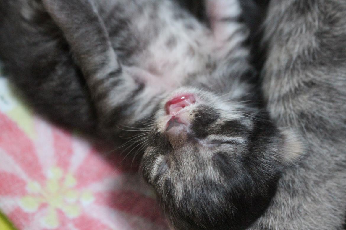 Blanding af racer Willie billede 8