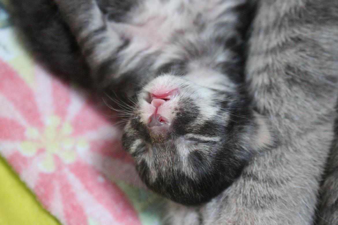 Blanding af racer Willie billede 10