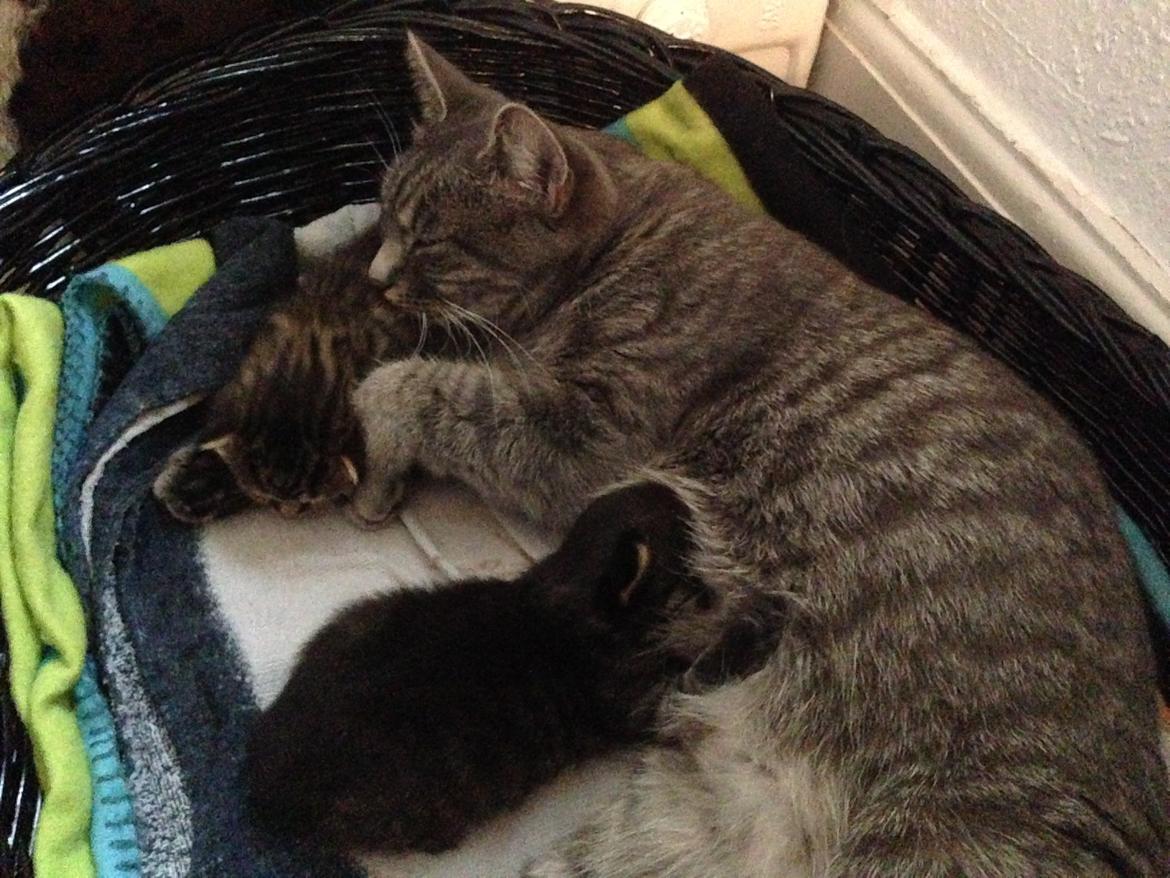 Blanding af racer Willie billede 12