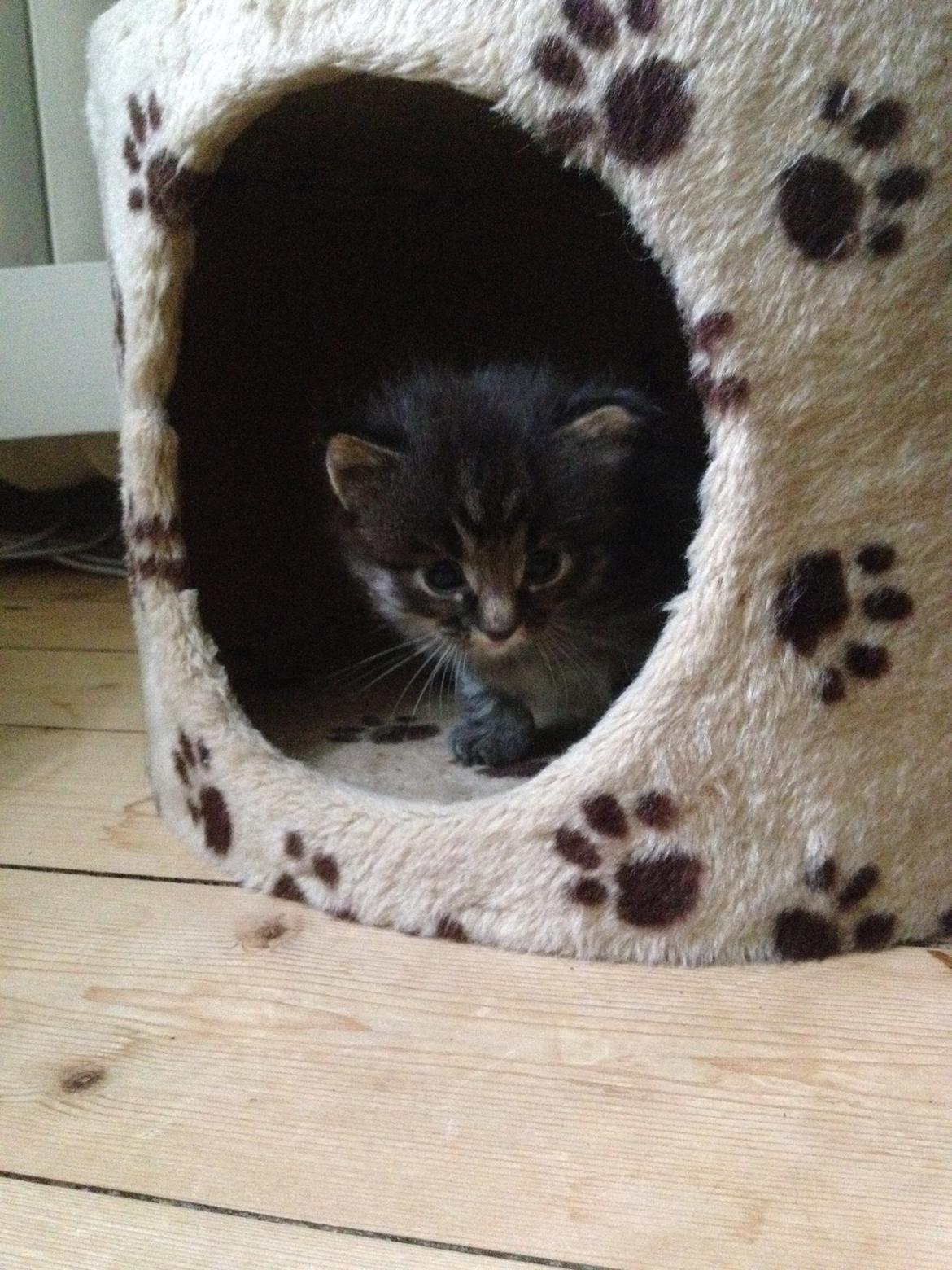 Blanding af racer Willie billede 18