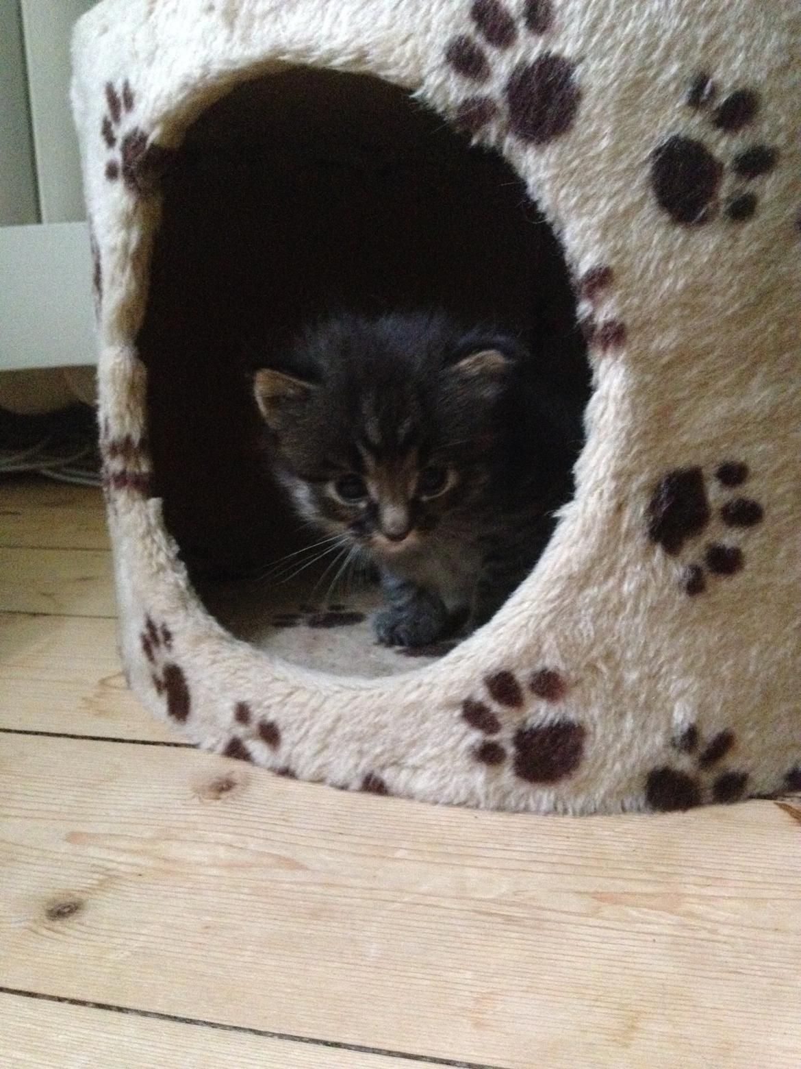 Blanding af racer Willie billede 20