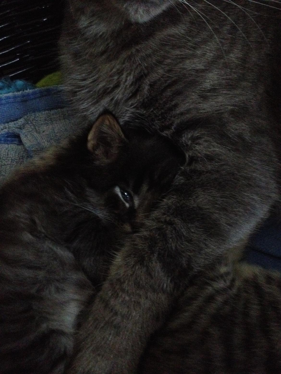 Blanding af racer Willie billede 22