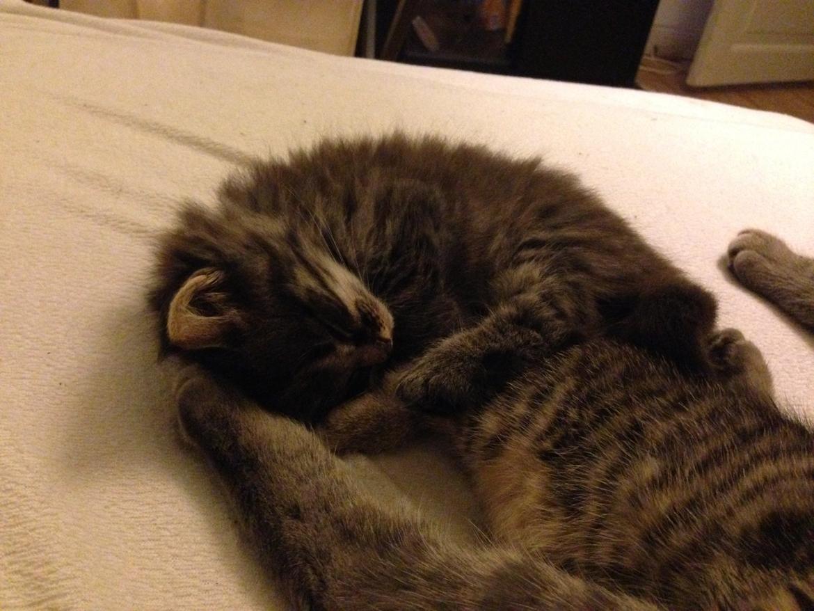 Blanding af racer Willie billede 24