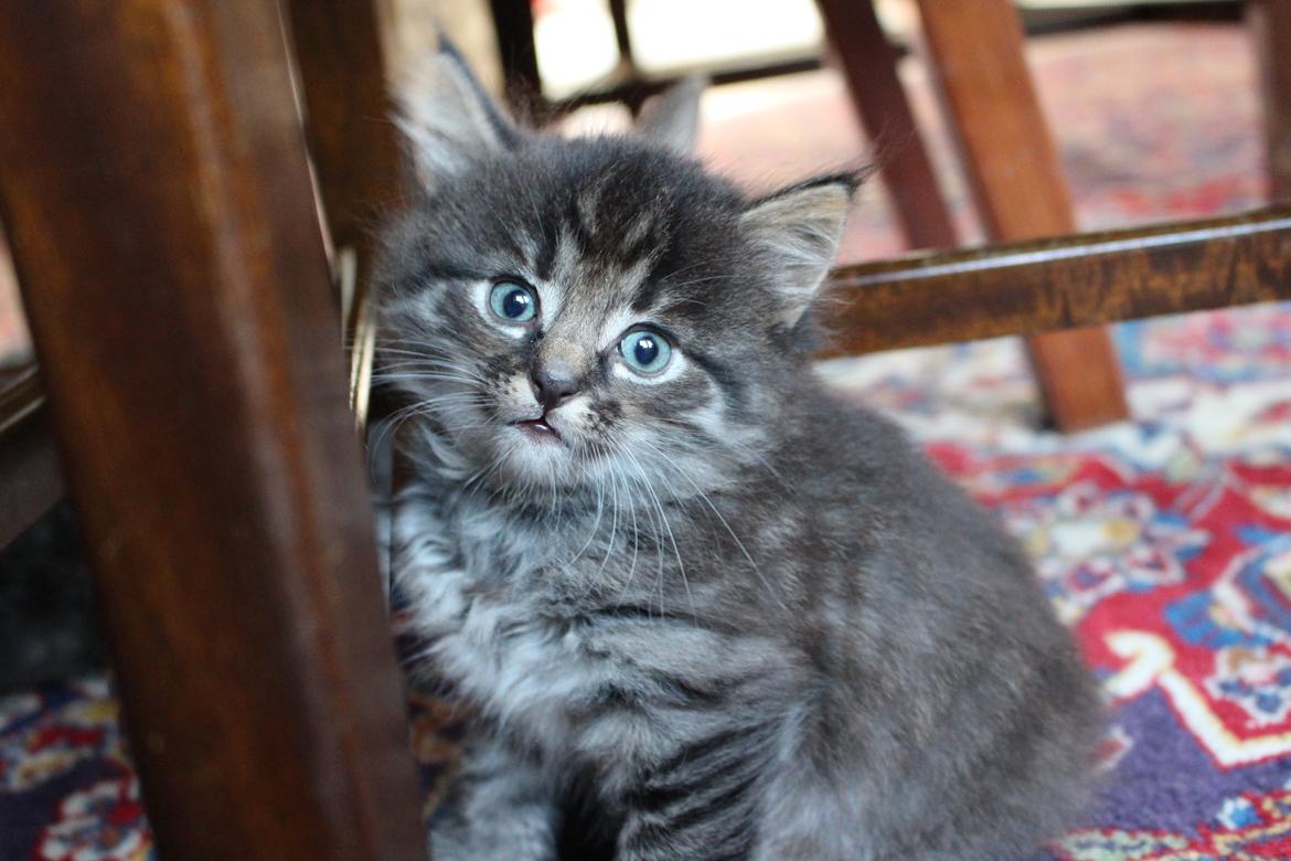 Blanding af racer Willie billede 26