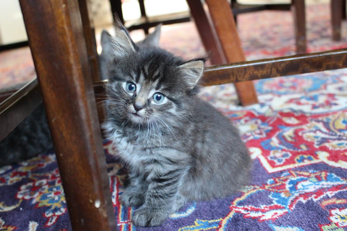 Blanding af racer Willie billede 1