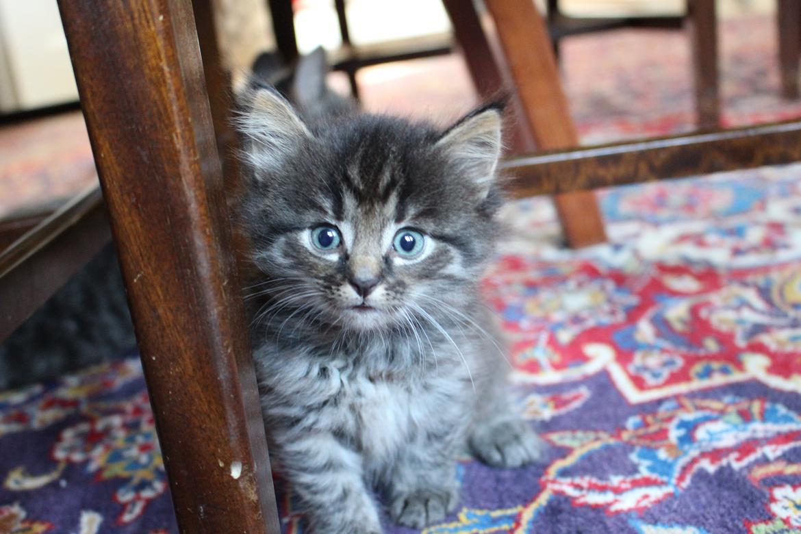 Blanding af racer Willie billede 29