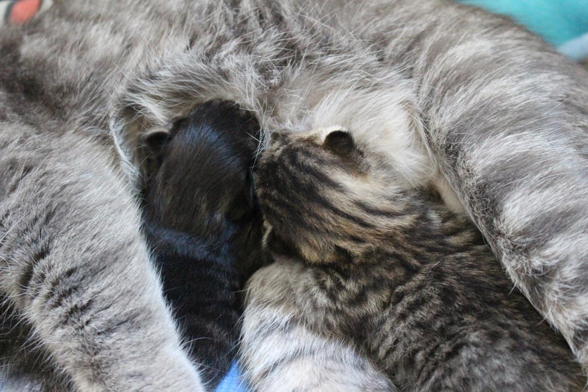 Blanding af racer Willie billede 4