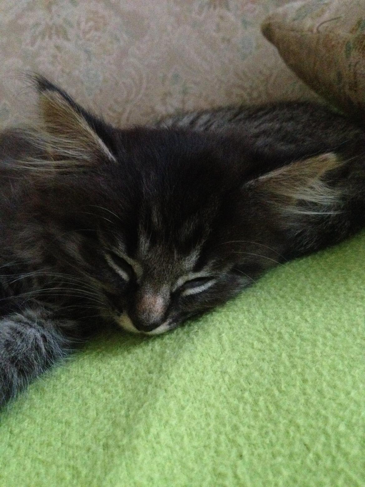 Blanding af racer Willie billede 39