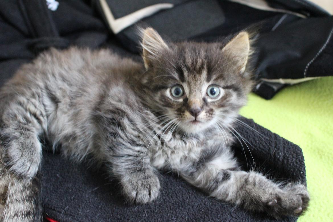 Blanding af racer Willie billede 35