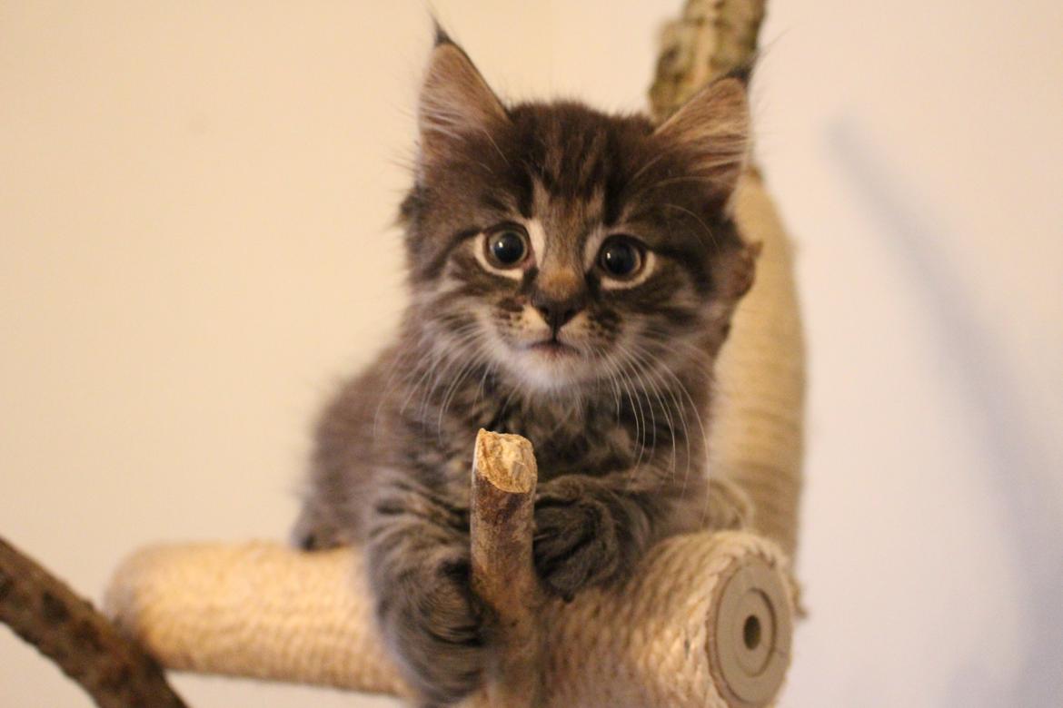 Blanding af racer Willie billede 47