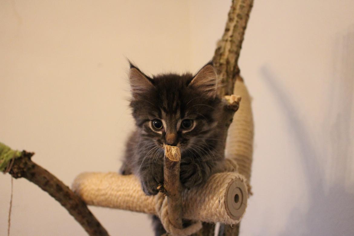 Blanding af racer Willie billede 49