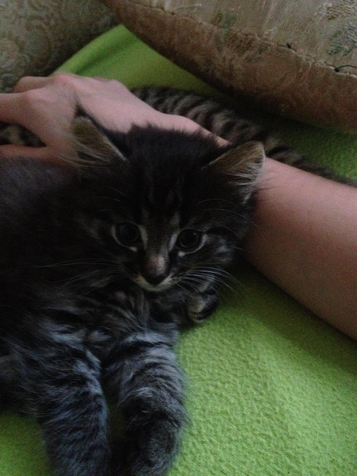 Blanding af racer Willie billede 43