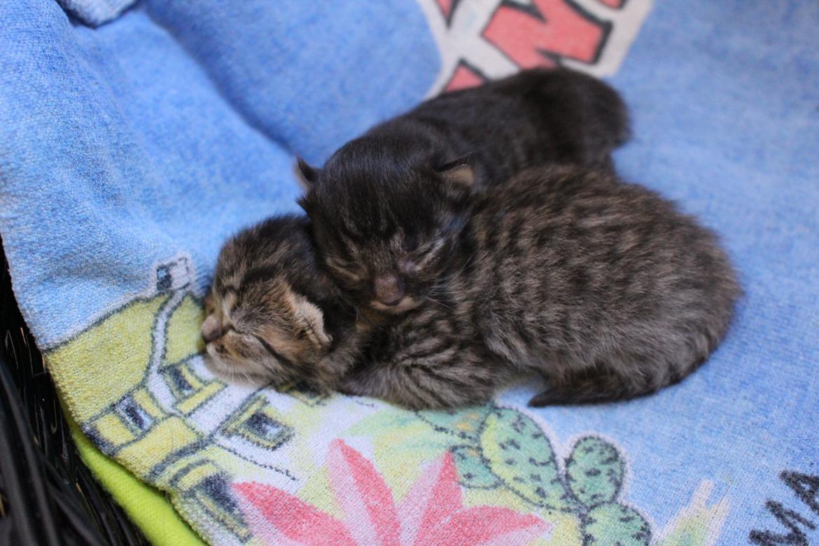 Blanding af racer Willie billede 3