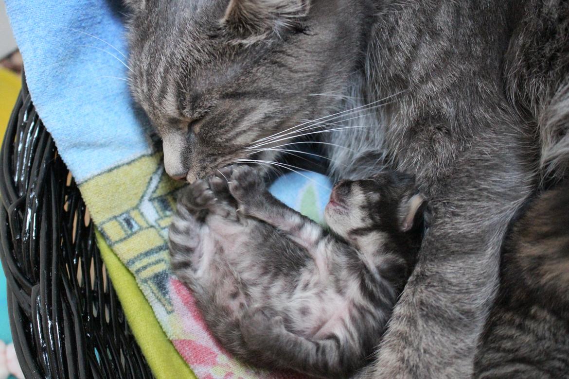 Blanding af racer Willie billede 7