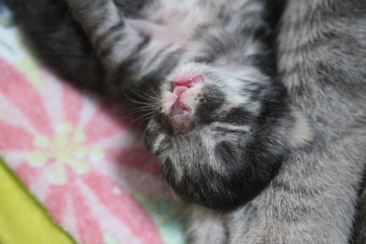 Blanding af racer Willie billede 11