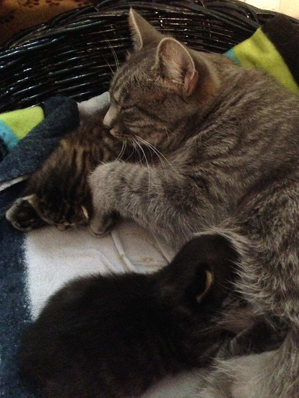 Blanding af racer Willie billede 15