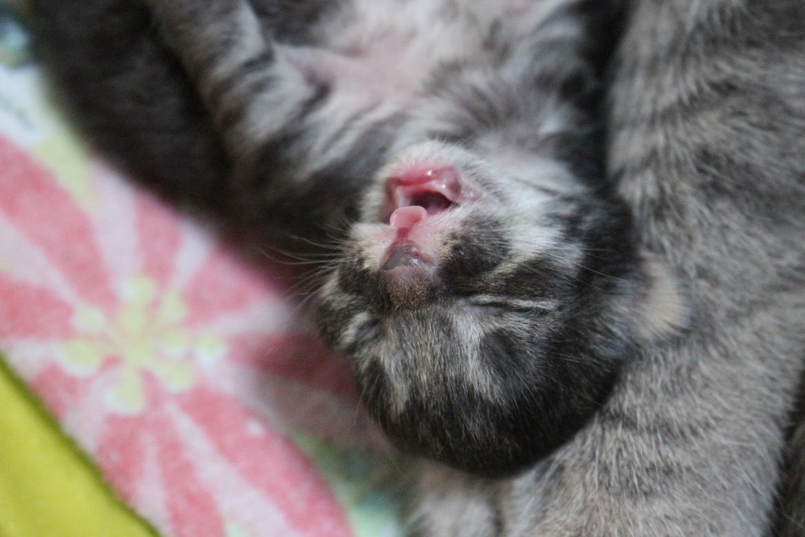 Blanding af racer Willie billede 13