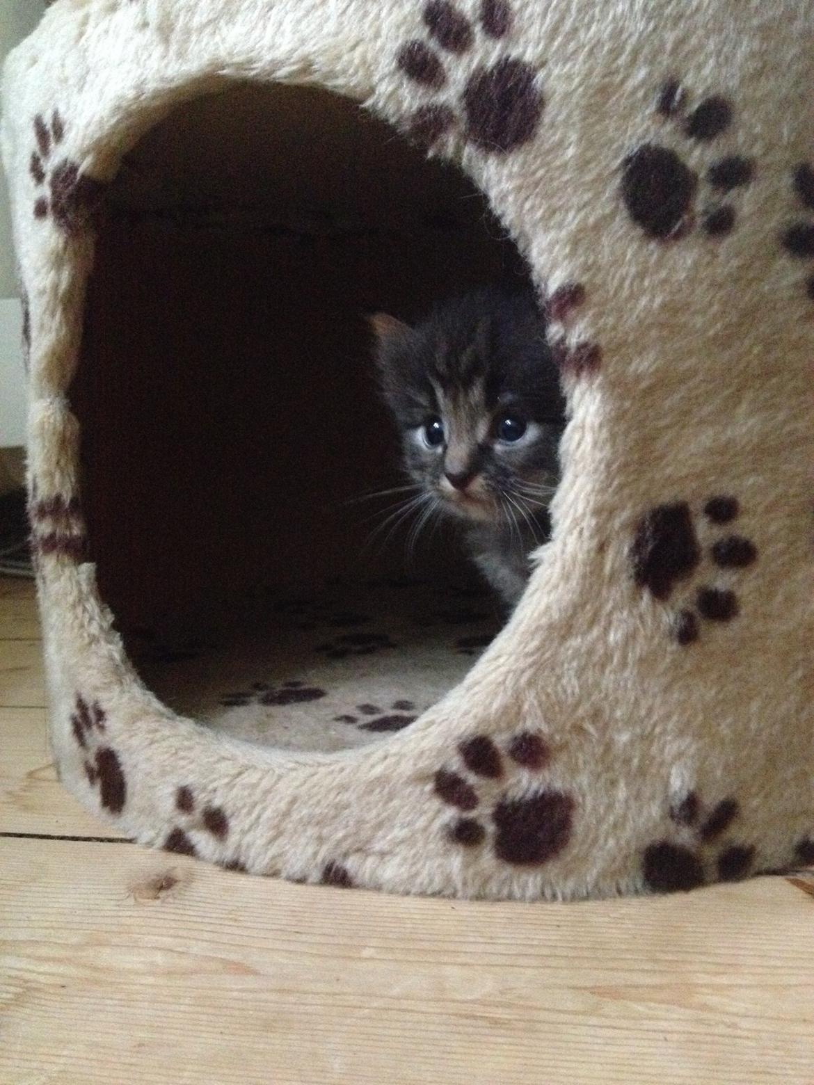 Blanding af racer Willie billede 17