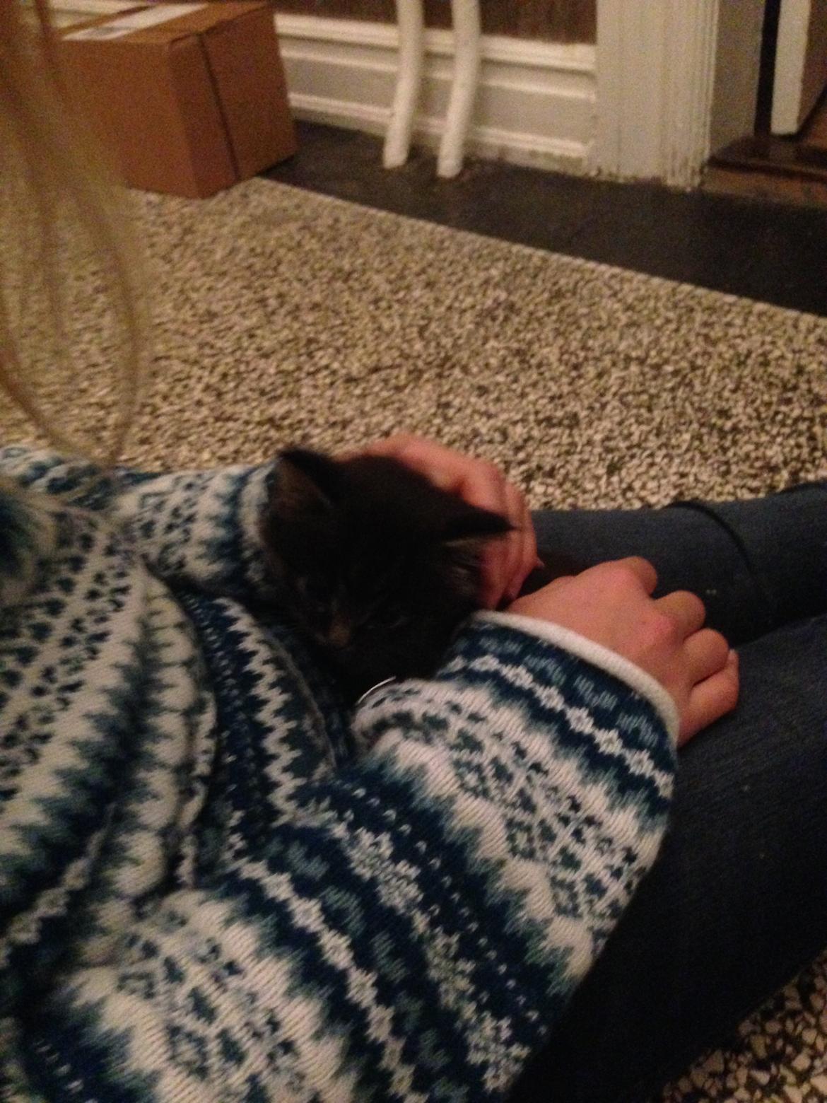 Blanding af racer Willie billede 25