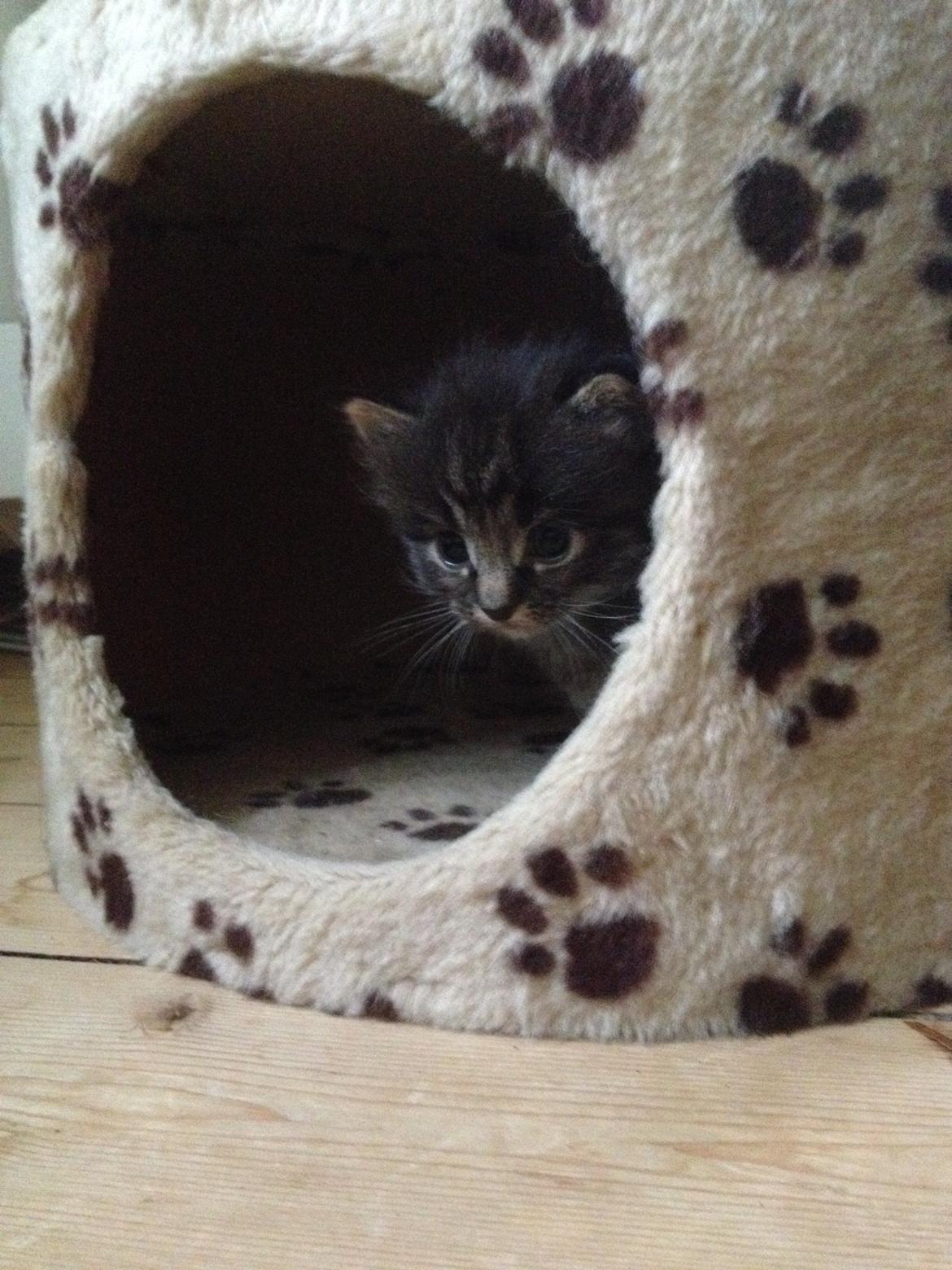 Blanding af racer Willie billede 19